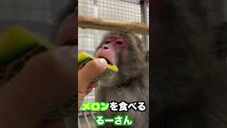 なると・るいーじの日常！なるとくんのアレが・・るいーじくんの変な顔