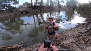 Murray Cod, surface bust ups, Bunji surface lures #17