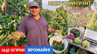 Супер Огірок для відкритого грунту.