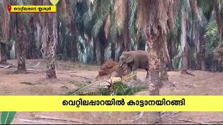 ജനവാസ മേഖലയിൽ ഏഴാറ്റുമുഖം ഗണപതി ഇറങ്ങി; എണ്ണപ്പനകൾ മറിച്ചിട്ടു | Wild Elephant