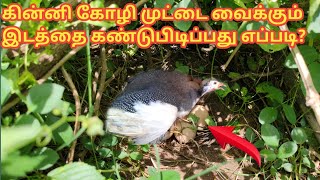 கின்னி கோழி முட்டை வைக்கும் இடத்தை கண்டுபடிப்பது எப்படி | Guinea fowl | Guinea fowl egg