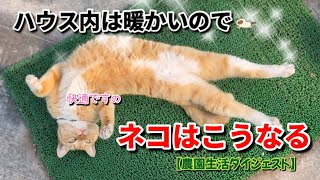 【2/11】建国記念の日の農家ネコたち🐈‍⬛🐈【農園生活ダイジェスト】