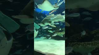 🦈サンシャイン水族館🦈トラフザメ等🦈