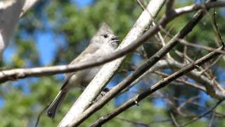 Oak Titmouse Spring Mating Call