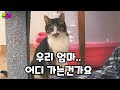 아픈 엄마 데리고 간다고 너무 서럽게 우는 아들 고양이.밥시간 늦었더니 기다리다 잠든 길고양이