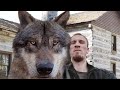 10 Biggest Wolves You Won't Believe Are Real!