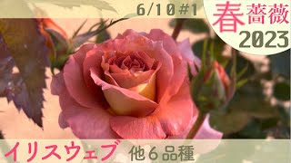 2023/6/10前編🌹春薔薇🌹シュリンクス✨ランタンシトロイユ✨ボニカ’82✨ベラドンナ✨イリスウェブ✨ローゼンドルフシュパリースホープ