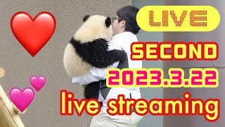 【LIVE】特別配信♥ 彩浜♥ 楓浜♥ 桜浜♥ 桃浜♥ かわいい映像を生配信🐼 3月22日 SECOND♥ Panda Special Selection #アドベンチャーワールド #王子動物園