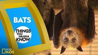Cool Facts About Bats | Things You Wanna Know