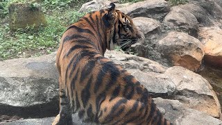 朝のアサちゃんの様子をお届け【‎2024年‎9月21日】【上野動物園】スマトラトラ