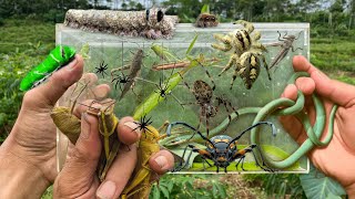 Catch jumping spiders and their babies