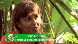 The 22nd Annual International Mango Festival Mangos of Colombia Interview with Noris Ledesma