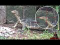 berburu biawak spot baru