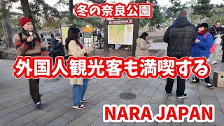 日本の寒い冬に奈良に訪れる外国人観光客は奈良公園を満喫 nara japan, deer 【奈良公園動画】2024/12/28