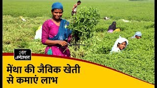 मेंथा की जैविक खेती से कमाएं लाभ I Mentha Farming