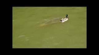 Great white shark attacks mallard duck in British duck pond.....