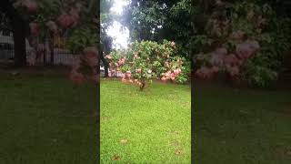 Beutiful mussaenda flower Nature clips #viral#trending#JC the world journey...