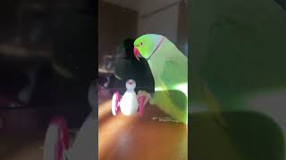 すきぴと朝からいちゃいちゃしたい乙女インコ #ワカケホンセイインコ　#インコ #indianringneck #shorts