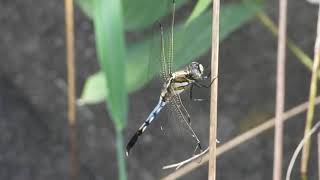 ムギワラトンボ　シオカラトンボのメス（塩辛蜻蛉、Orthetrum albistylum speciosum）　DSCN5514