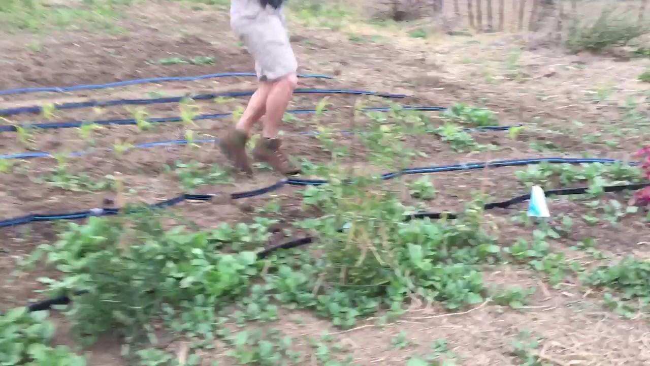 Drip Irrigation Testing Youtube