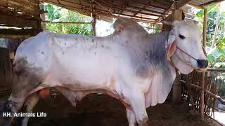 Wow! Strong Bull - Big Bull Show (អាឡែន) - Bull in Koh Sotin, Kompong Cham Province