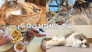 (AD)🐈모리의 모델데뷔?! 루카스는 탈색 도전👩🏻‍🎤우리집 괜찮은걸까?🧹두냥이네 집청소의 모든 것🏠초등맘 오딜 odile VLOG