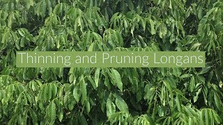 Thinning longans and Pruning Longans