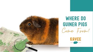 Where do Guinea pigs come from?