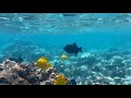 Snorkeling at Kealakekua Bay Captain Cook on the Big Island, Hawaii