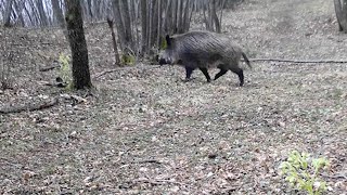 Stilo: Agricoltore si salva da cinghiale salendo su un albero