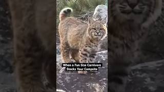 Our Campsite was Stocked a Year ago by this Friendly Face