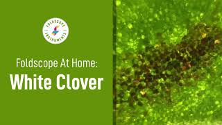 Foldscope at Home: White Clover