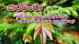 කරපිංචා වල පුදුම හිතෙන ගුණ කන්දරාව. The best cure for cholesterol is Curry Leaves | karapincha.