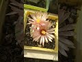 Astrophytum Akabana and Astrophytum Superkabuto