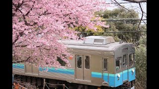 河津桜と伊豆急行線を走る列車たち🌸動画と静止画🌸YouTube 以外は無断転載なので見ないで下さい。