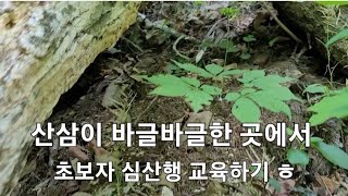 산삼이 바글바글한 곳에서 심산행 초보자 교육산행 하고 왔습니다