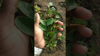 Harvesting Fresh Curry Leaves #nature #farming #curryleaves #shorts