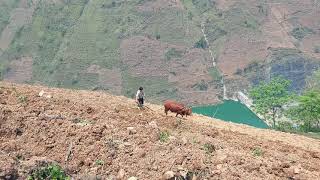 베트남 하장 척박한 땅에서 소 쟁기질  Vietnam Ha giang