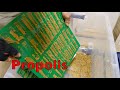 Collecting Propolis