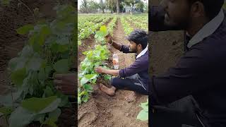 #farming #thagadur #agriculture உங்களுக்கு ஒரு தகவல் 💚💚💚🌿🌿🍁🍁🍁🌿🌿💚