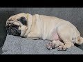 the sleeping pug episode 34