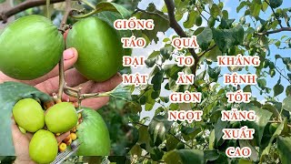 Giống Táo Đại Mật Quả To Ăn Giòn Ngọt/ 0822327226 - 0977503996