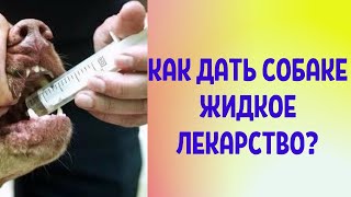 Как легко дать собаке жидкое лекарство? Лайфхак для каждого владельца!