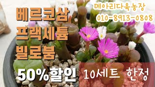 메아리다육농장/베르코삼,  프랙세튬, 빌로붐 50%할인  수량한정