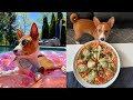 BASENJI 🐕 Funny Video Compilation 🐕 Best Viral Videos & Crazy Yodels Howls Growls and Sounds