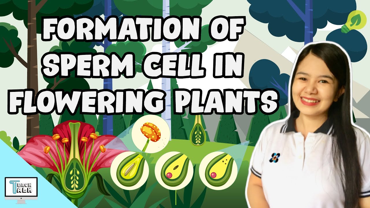 Formation Of Sperm Cell In Flowering Plants | Biology - YouTube