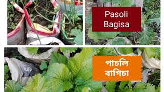 মোৰ সৰু পাচলি বাগিচা/মই কেনেকৈ পাচলি কৰিছো/