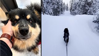 Awesome way to exercise and bond with your dog