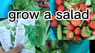 grow a salad 🥗 from seed.