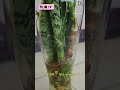 산세베리아 맥주잔에 물꽂이로 뿌리내리는 번식방법. sansevieria. breeding.